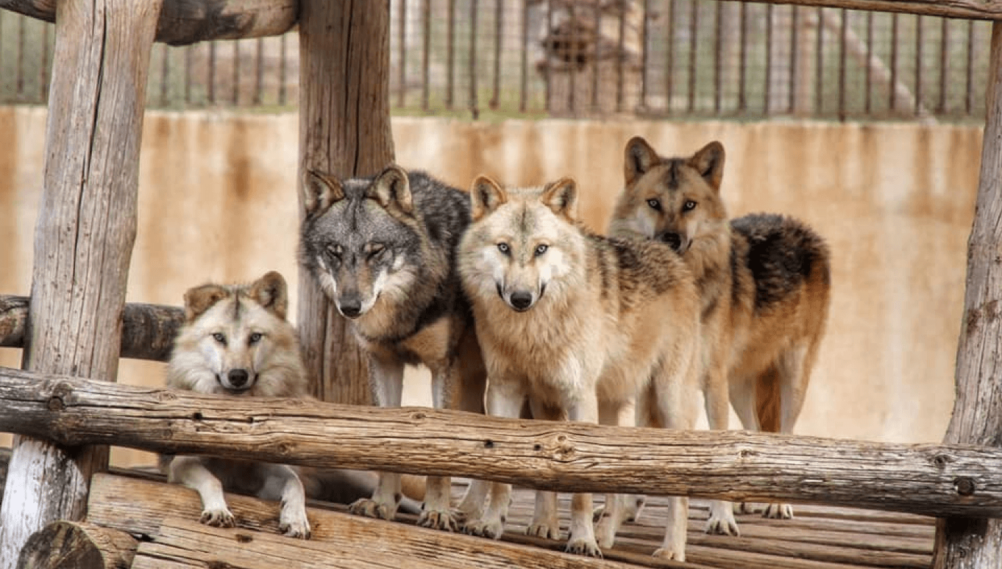 Animals