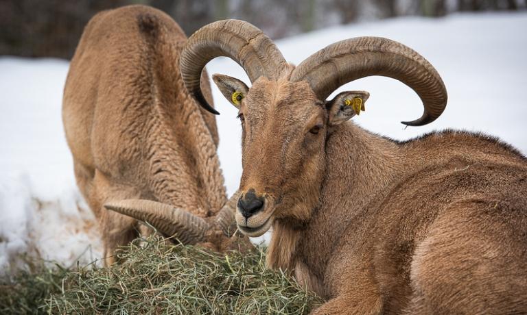 mouflon à manchettes