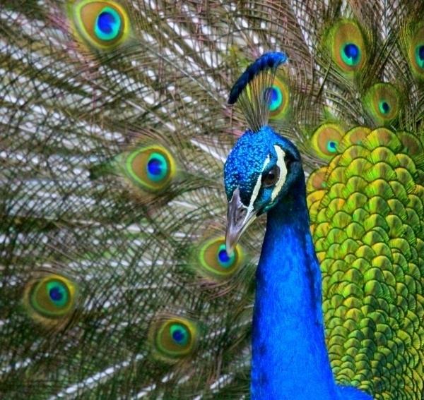 Paon Bleu