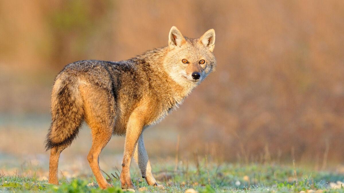 Loup doré 