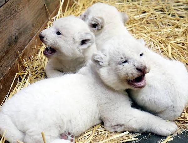 Lionceau Blanc