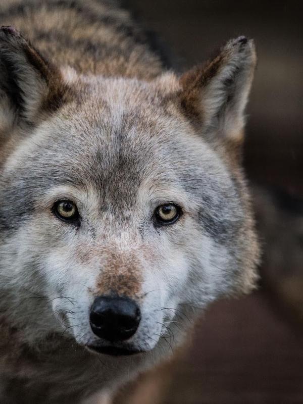Loup Gris