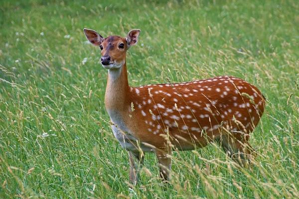le Cerf Daim