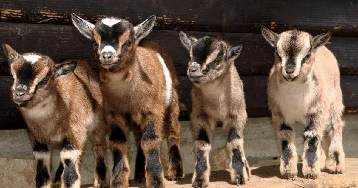 chèvres naines