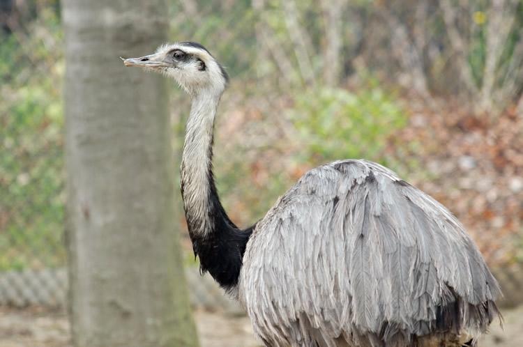 L'autruche d'Amérique du Sud