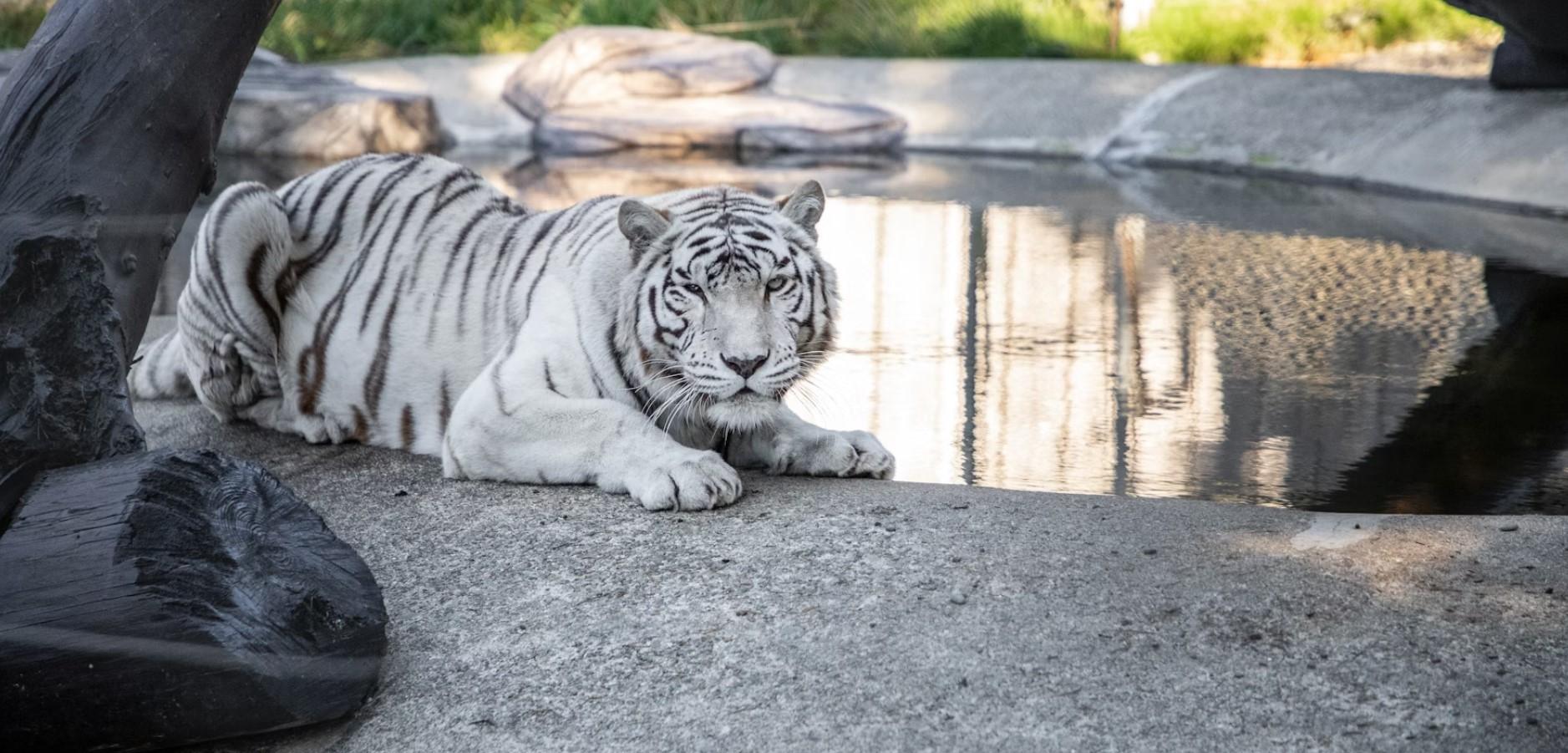 Tigre blanc