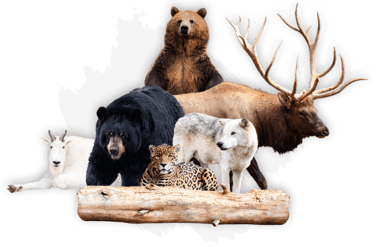 Footer Zoo