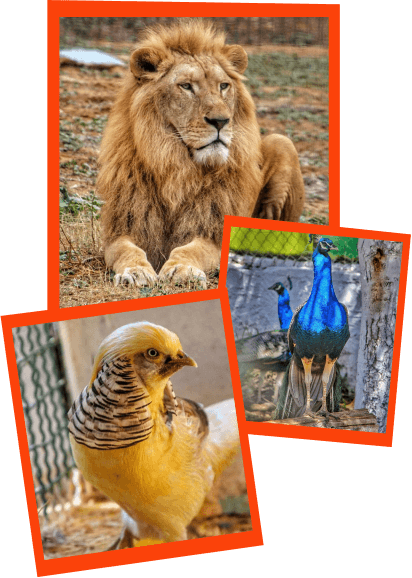 animals